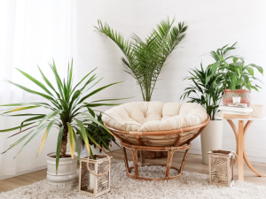 Piante e fiori: protagoniste dello stile boho chic